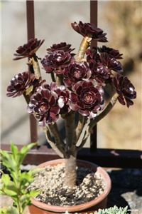 c5b014dd-IMG_5871 aeonium.jpg